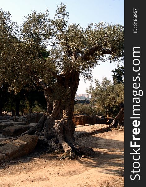 Oil Tree in Sicily at summer