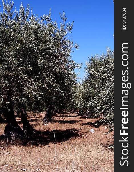 Oil Tree in Sicily at summer