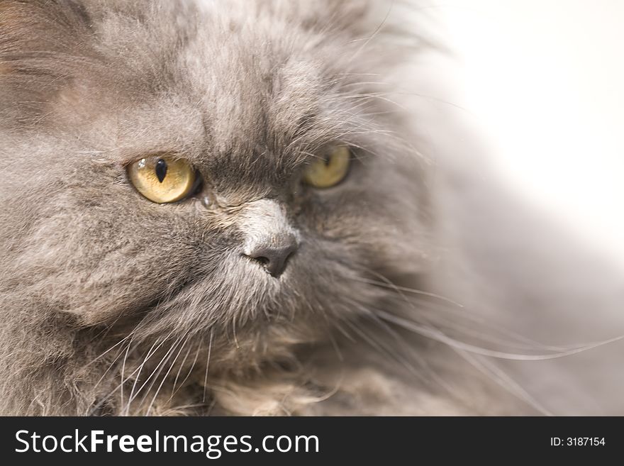 Portrait of a grey cat close-up  in nature