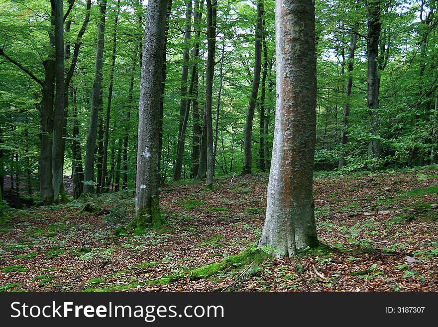 Beauty magic forest background, green trees in summer/autumn time...