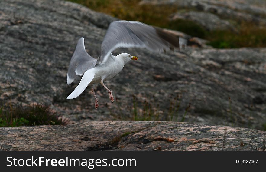 Seagull in motion on rocky background