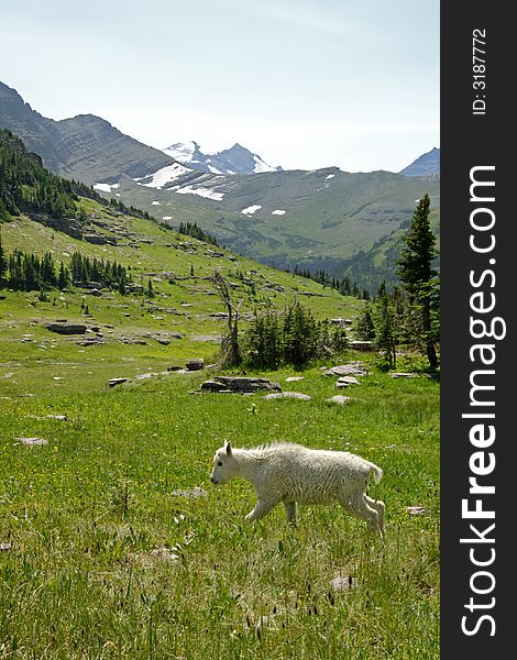 Mountain goat kid walks through grassy meadow with beautiful mountain surroundings. Mountain goat kid walks through grassy meadow with beautiful mountain surroundings