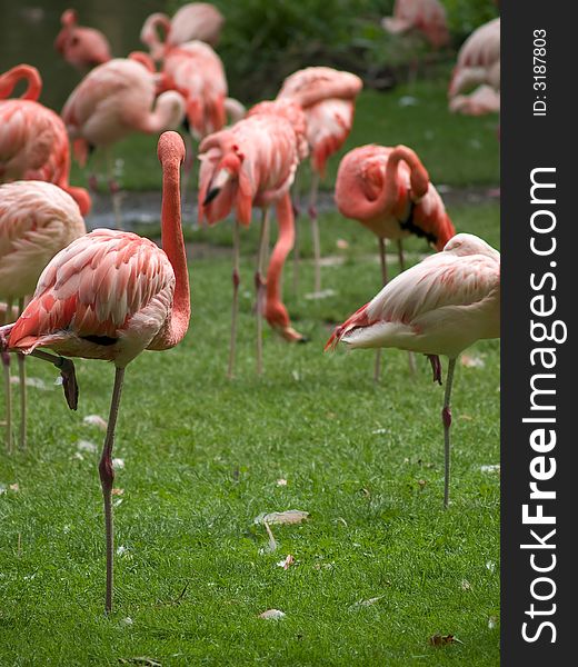 Group of flamingos filtering plankton from grass