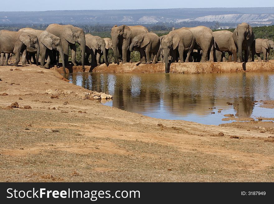 Elephant family having a drink at a waterhole. Elephant family having a drink at a waterhole