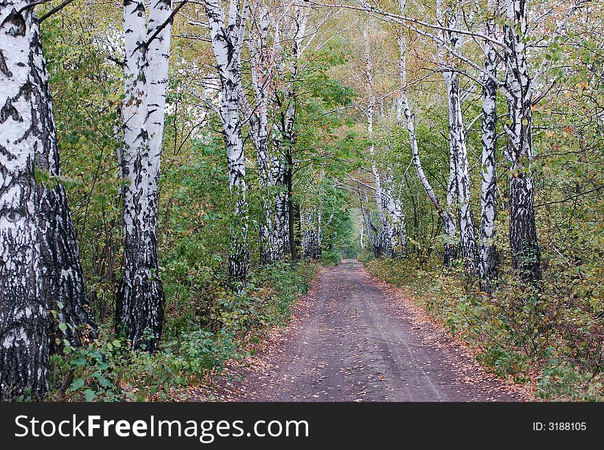 Autumn in a birch forest. Autumn in a birch forest