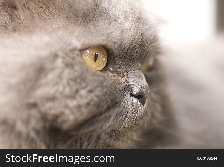 Portrait of a grey cat close-up  in nature