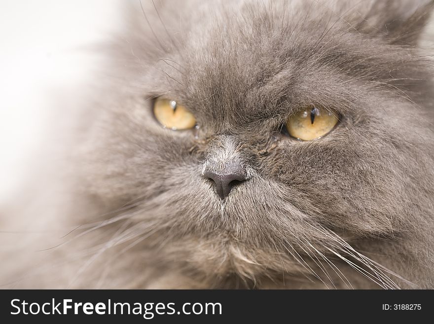 Portrait of a grey cat close-up in nature