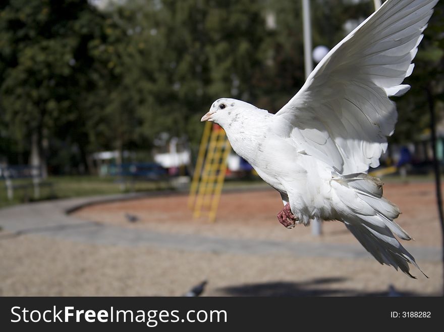 White dove in fly, trying touch down. White dove in fly, trying touch down