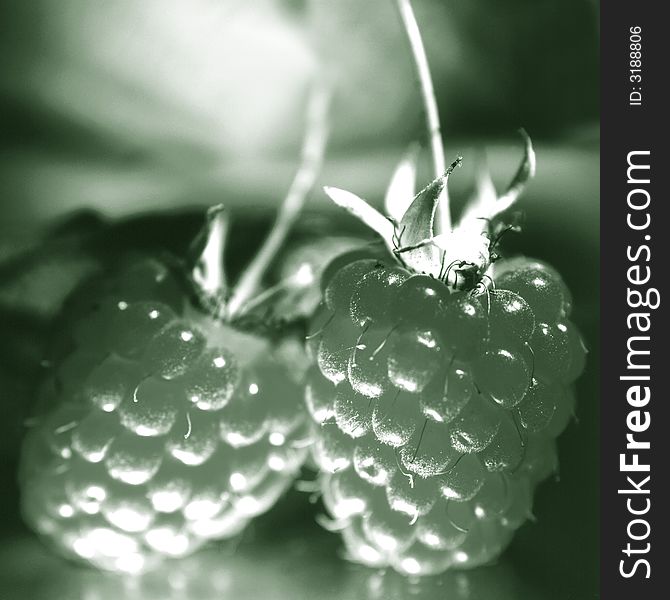 Ripe raspberry on a grey background