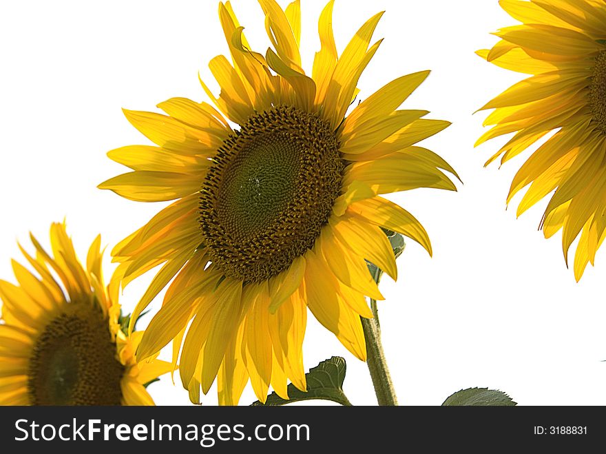 Close up of sunflowers over white. Close up of sunflowers over white