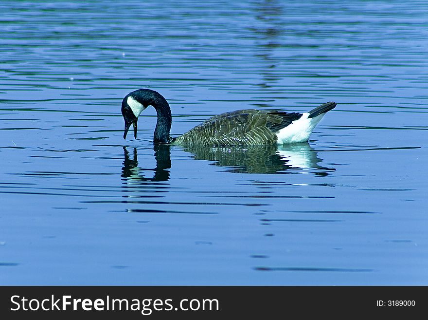 Canada wild goose swimming in a lake