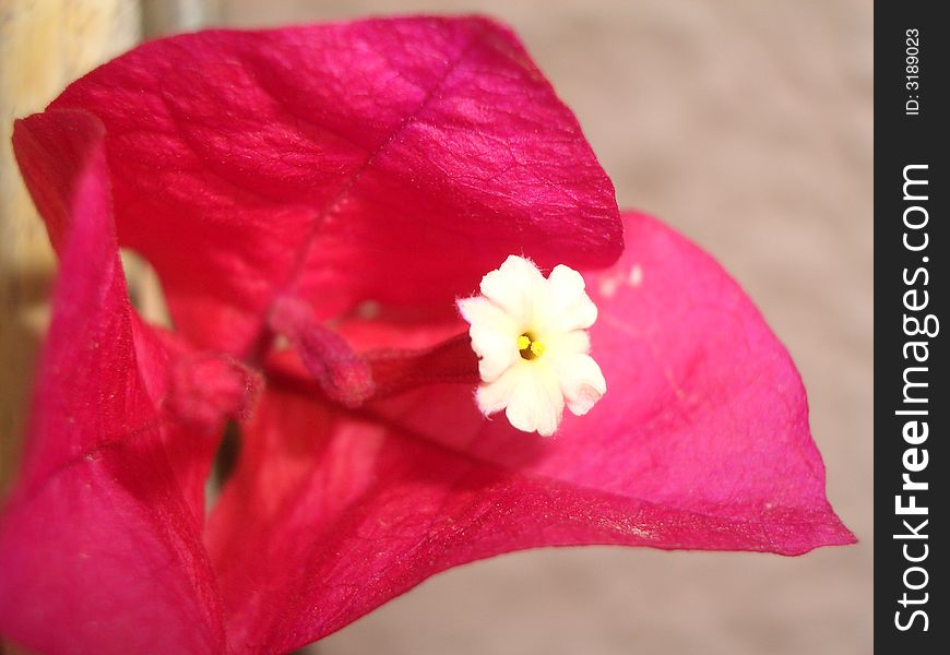 Pink flower with white corolla