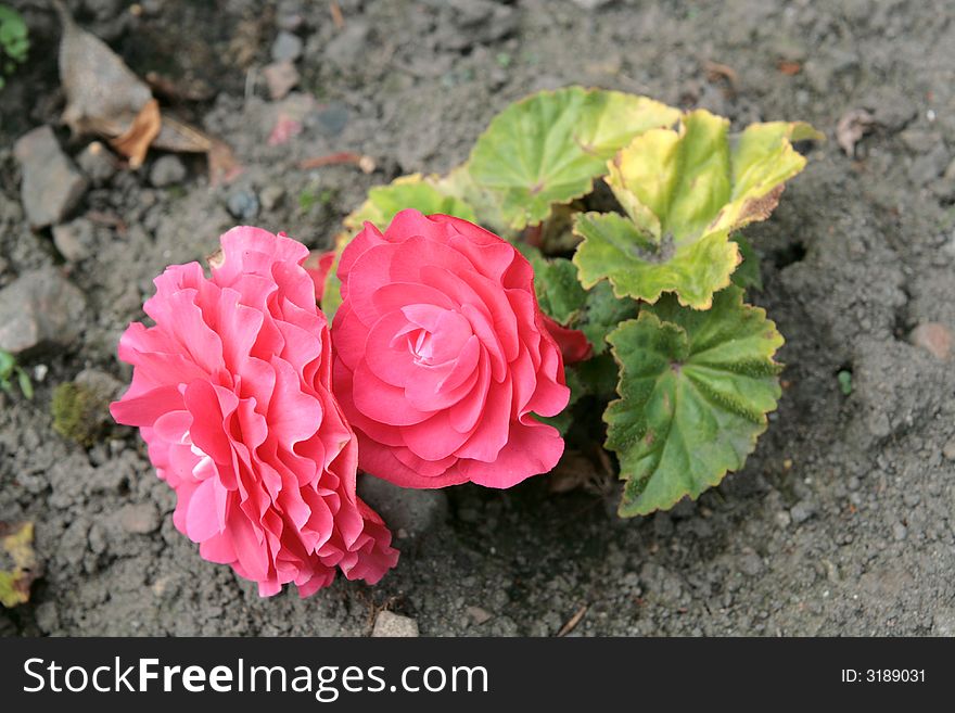 Close-up of a pair of crimson or pink begonias on the ground. Close-up of a pair of crimson or pink begonias on the ground