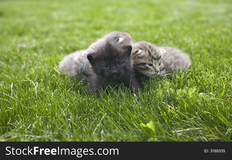 Small young cat portrait on green grass. Small young cat portrait on green grass