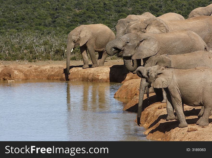 Herd of elephants drinking in a line