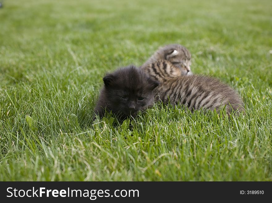 Small young cat portrait on green grass. Small young cat portrait on green grass