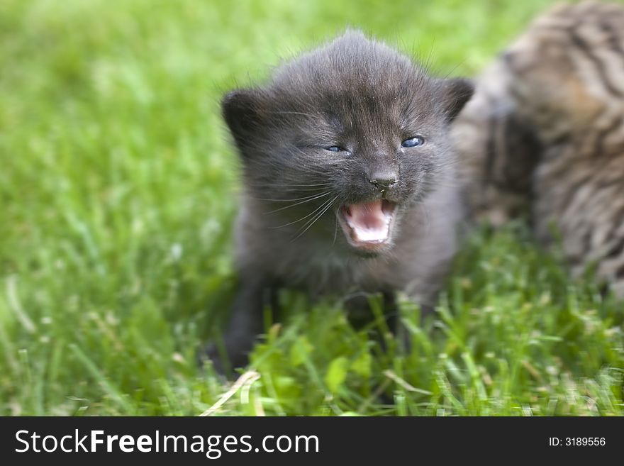 Small young cat portrait on green grass. Small young cat portrait on green grass