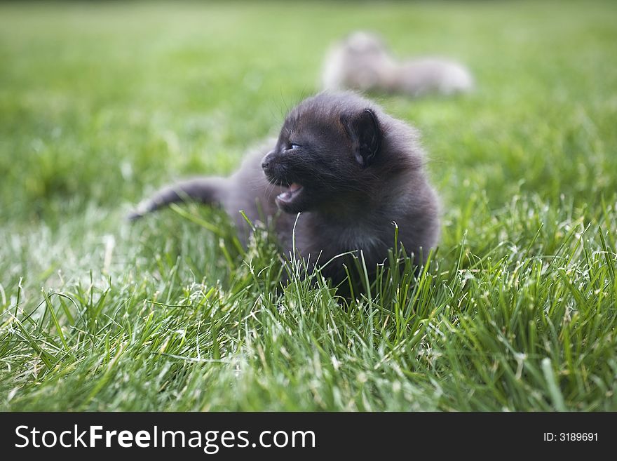 Small young cat portrait on green grass. Small young cat portrait on green grass