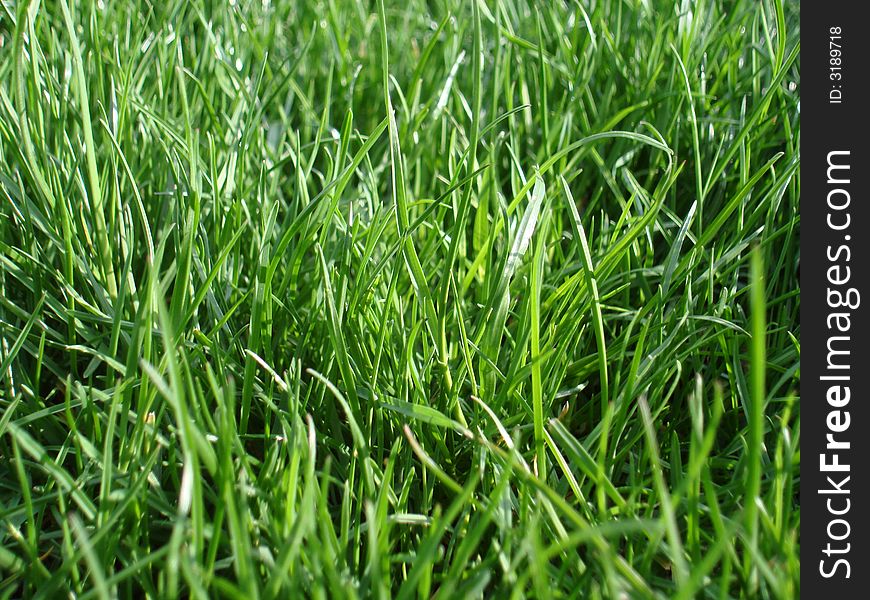 Just a regular old texture shot of grass growing nice and green. Just a regular old texture shot of grass growing nice and green