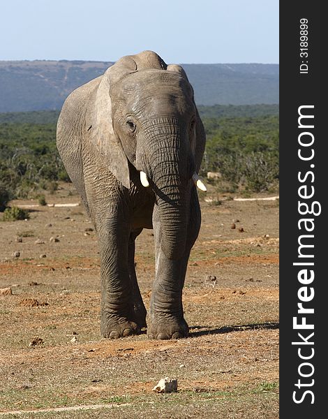 Elephant walking closer to a waterhole