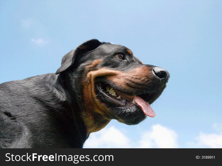 Rottweiler on a background of blue sky and white fluffy clouds