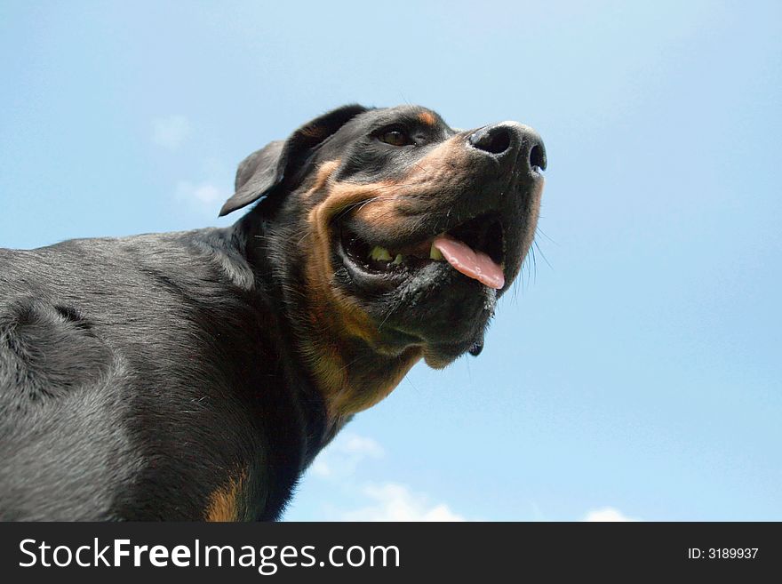Rottweiler on a background of blue sky and white fluffy clouds