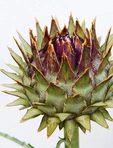 Unblown Artichoke Bud Royalty Free Stock Images Unblown Artichoke Bud Royalty Free Stock Images