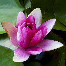 Beautiful Water Lily On The Water S Surface Stock Photo