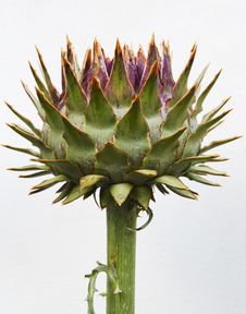 Unblown Artichoke Bud Royalty Free Stock Image Unblown Artichoke Bud Royalty Free Stock Image