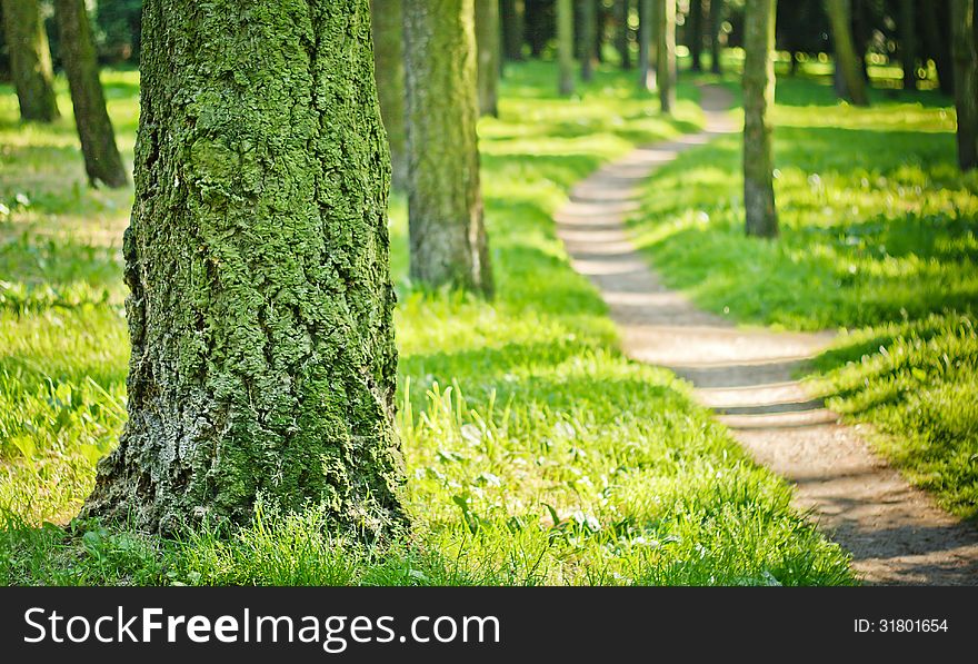 Forest path. Soft focus.