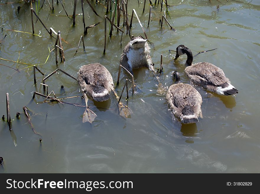 Swimming and diving geese