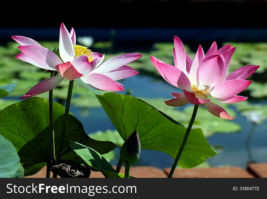 The beautiful Blooming lotus flower