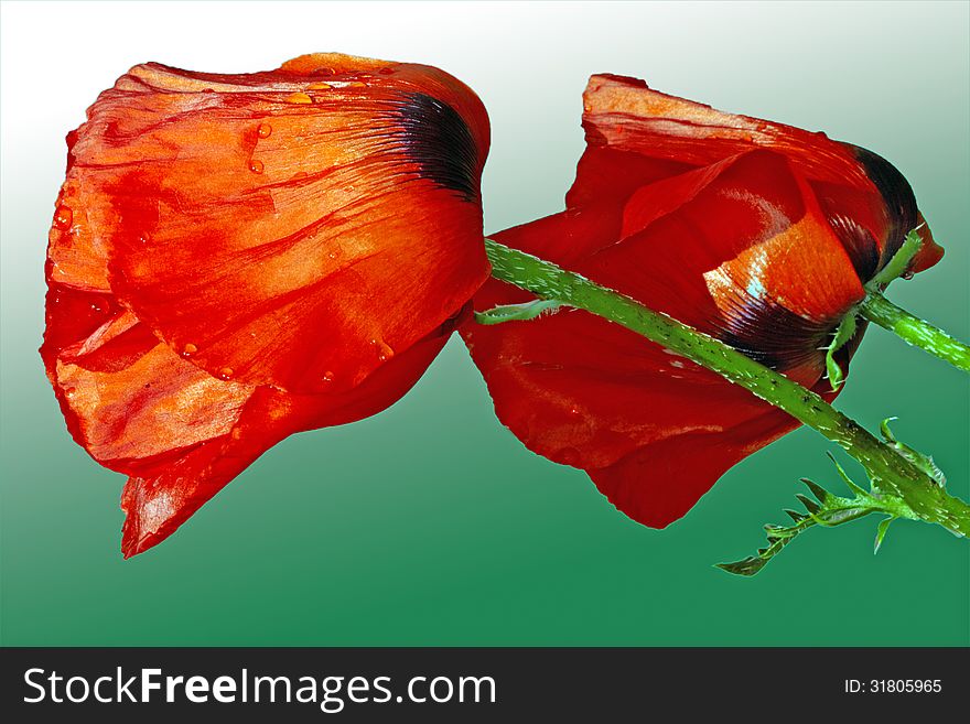 Red poppy buds close up