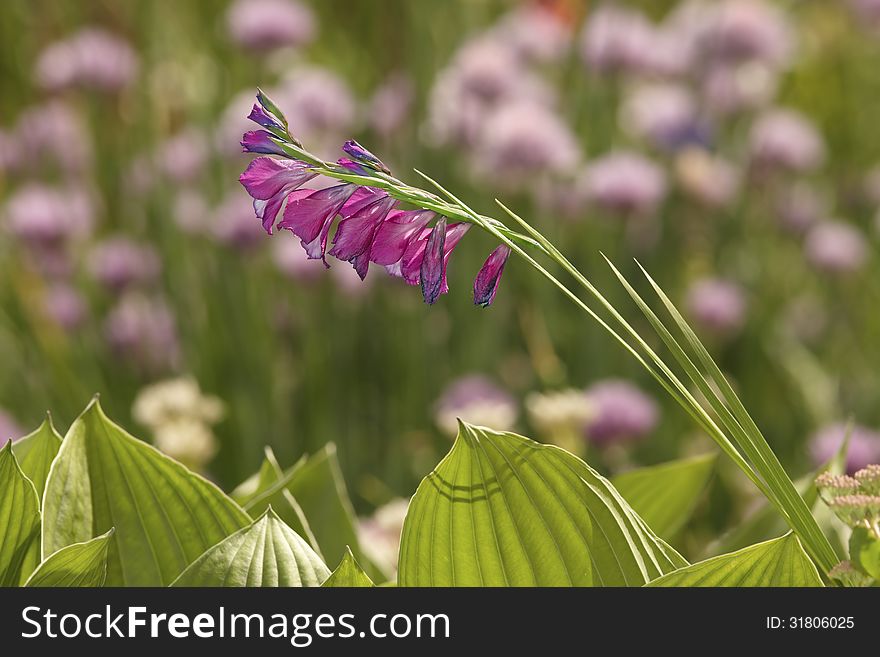 Wild gladiolus flower