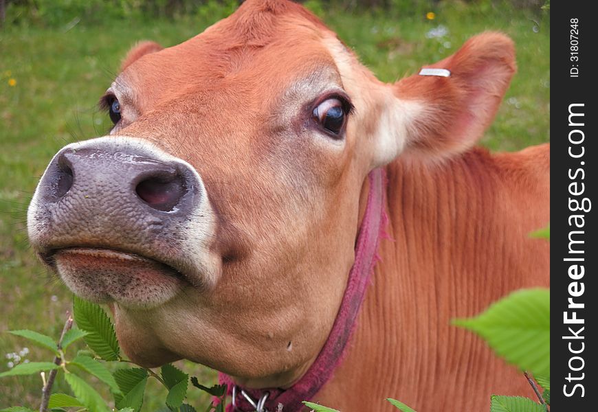 Closeup image of a cow outstanding in her field on a sunny afternoon. Closeup image of a cow outstanding in her field on a sunny afternoon.