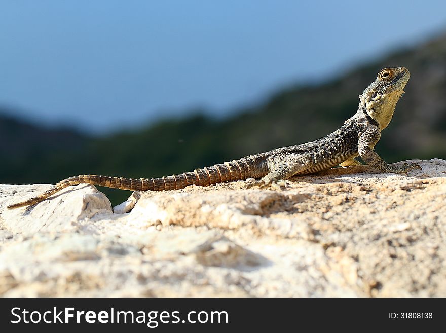 Lizard on a rock. Greece, the island of Rhodes