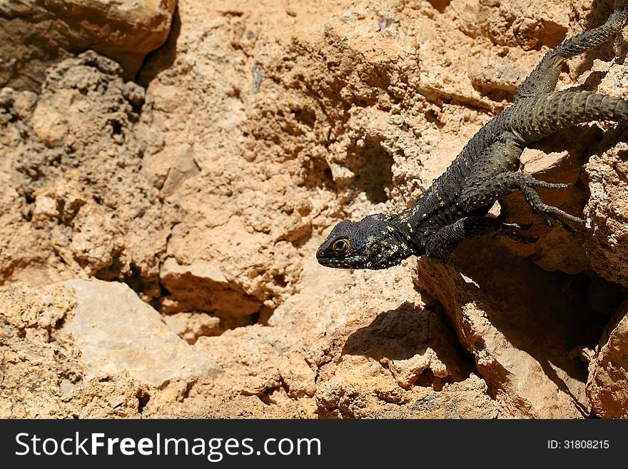 Lizard on a rock. Greece, the island of Rhodes