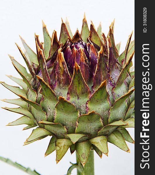 Unblown artichoke bud close-up