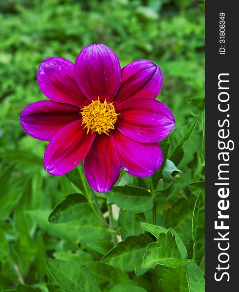 Blossoming magenta daisy flower on green background