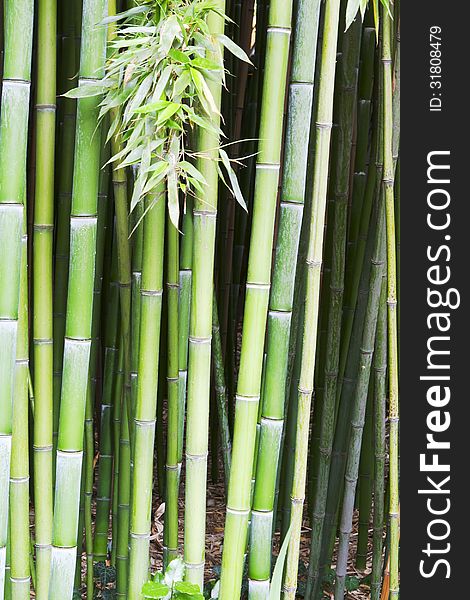 Bamboo Tree Wood Background