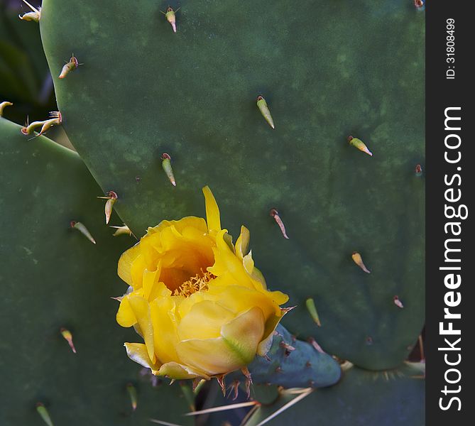 Beautiful Yellow Flowers Of Blooming Cactus