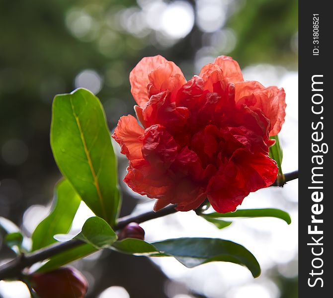 Beautiful Red Flowers Blooming Pomegranate