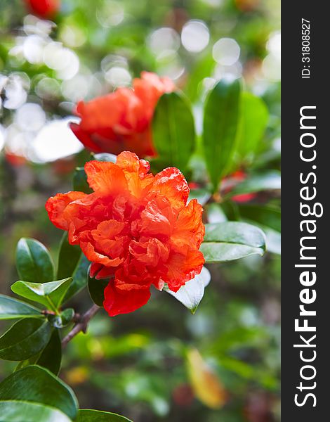 Beautiful red flowers blooming pomegranate