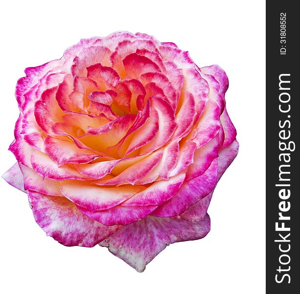 Beautiful pink flower blooming rose