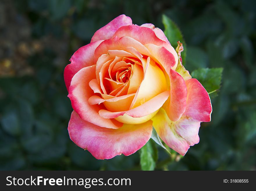 Beautiful pink flower blooming rose close-up