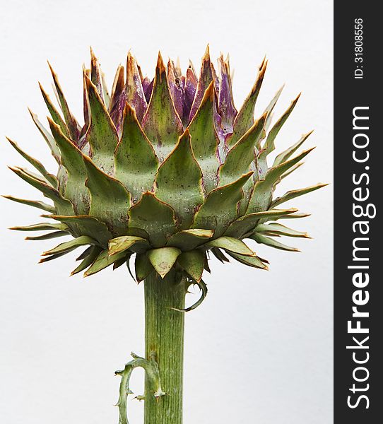 Unblown artichoke bud close-up