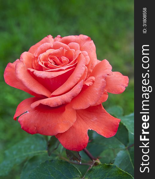 Beautiful pink flower blooming rose close-up