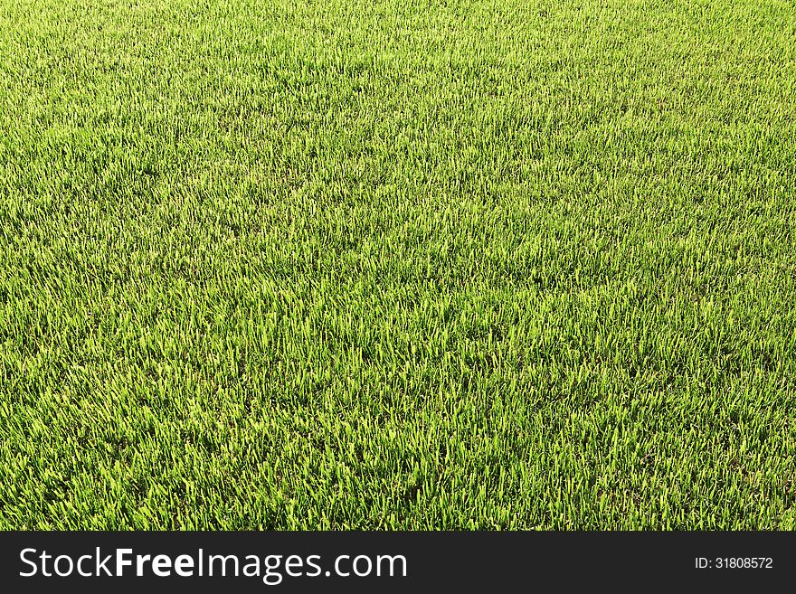 Fresh green grass background with bright sun light