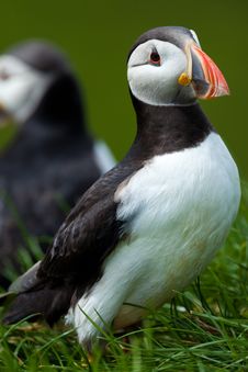 Atlantic Puffin In Grass, Iceland Stock Photography Atlantic Puffin In Grass, Iceland Stock Photography