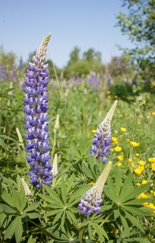 Lupine Flowers Stock Photography